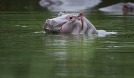 Baby Hippo in water