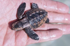 Baby Leatherback Sea Turtle Royalty Free Stock Image