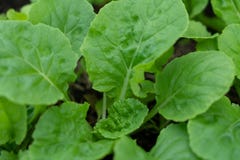 The baby lettuce stock photo The baby lettuce stock photo
