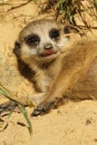 Baby Meerkat Laying On The Ground Royalty Free Stock Photos