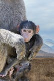 Baby monkey baboon royalty free stock images Baby monkey baboon royalty free stock images