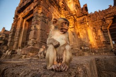 Baby Monkeys In Thai Temple Stock Photos