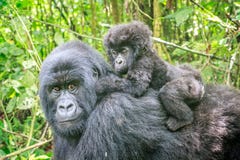 Baby Mountain gorilla on the back of his mother. stock image Baby Mountain gorilla on the back of his mother. stock image