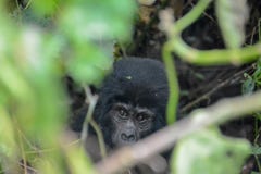 Baby mountain gorilla peaking through the jungle foliage stock photos Baby mountain gorilla peaking through the jungle foliage stock photos