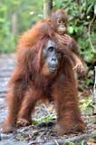 Baby orangutan on mother`s back in a natural habitat. stock photo Baby orangutan on mother`s back in a natural habitat. stock photo