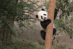 Baby-Panda lizenzfreies stockfoto Baby-Panda lizenzfreies stockfoto