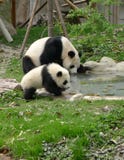 Baby panda with mother drinking water