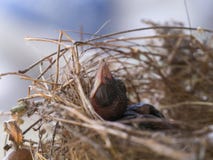 Baby-Prallplatten-Vogel, der im Nest schläft lizenzfreies stockbild Baby-Prallplatten-Vogel, der im Nest schläft lizenzfreies stockbild