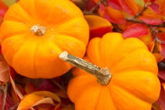 Baby Pumpkins on a Bed of Fall Leaves Royalty Free Stock Images Baby Pumpkins on a Bed of Fall Leaves Royalty Free Stock Images