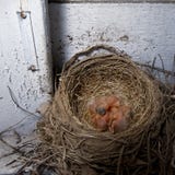 Baby Robins in nest Royalty Free Stock Photos Baby Robins in nest Royalty Free Stock Photos