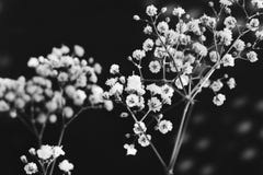 Baby's breath in black and white Stock Photography Baby's breath in black and white Stock Photography