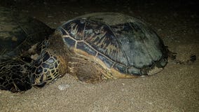 Baby sea turtle in Hawaii Maui royalty free stock images Baby sea turtle in Hawaii Maui royalty free stock images