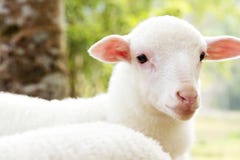 Baby Sheep In The Farm Royalty Free Stock Photo