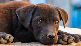 Baby stray dog royalty free stock photos Baby stray dog royalty free stock photos