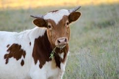 Baby Texas longhorn bull, Driftwood Texas