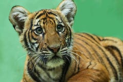 Baby Tiger With Green Background Royalty Free Stock Photos