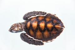 Baby Turtle Royalty Free Stock Photography