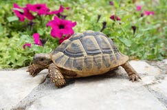 Baby turtle on the stone wall royalty free stock image Baby turtle on the stone wall royalty free stock image