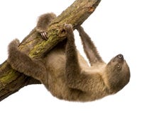 Baby Two-toed sloth - Choloepus didactylus