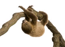 Baby Two-toed sloth - Choloepus didactylus stock image Baby Two-toed sloth - Choloepus didactylus stock image