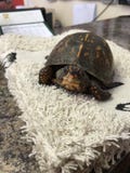 Baby-weiblicher Kasten Turtle& x27; s besuchen zuerst zum Tierarzt stockfotografie Baby-weiblicher Kasten Turtle& x27; s besuchen zuerst zum Tierarzt stockfotografie