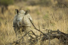 Baby-weißes Nashorn in Südafrika lizenzfreie stockbilder Baby-weißes Nashorn in Südafrika lizenzfreie stockbilder