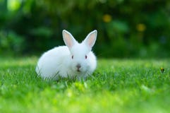 Baby White Rabbit In Grass Royalty Free Stock Photo