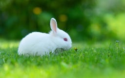 Baby White Rabbit In Grass Stock Photos Baby White Rabbit In Grass Stock Photos