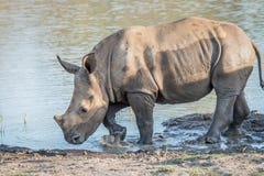 Baby White rhino calf playing in the water royalty free stock photography Baby White rhino calf playing in the water royalty free stock photography