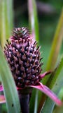 Babyananas in de tuinaanplanting royalty-vrije stock afbeelding Babyananas in de tuinaanplanting royalty-vrije stock afbeelding