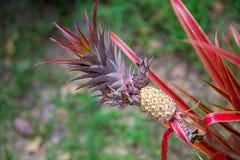 Babyananas het groeien op een rode installatie Ananas het groeien op een tropische installatie stock foto Babyananas het groeien op een rode installatie Ananas het groeien op een tropische installatie stock foto