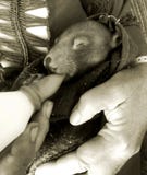 Babywombat die worden gevoed stock fotografie Babywombat die worden gevoed stock fotografie
