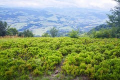 Bacche di Bush alte nelle montagne immagine stock Bacche di Bush alte nelle montagne immagine stock