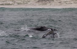 Back of a Southern Right Whale swimming near Hermanus, Western Cape. South Africa. stock photography Back of a Southern Right Whale swimming near Hermanus, Western Cape. South Africa. stock photography