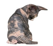 Back view of a Sphynx kitten isolated on white Royalty Free Stock Photo Back view of a Sphynx kitten isolated on white Royalty Free Stock Photo