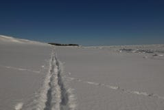 Διασχίζοντας τις πορείες, το backcountry σκι ακολουθεί τις τεμνόμενες διαδρομές κογιότ στο χιόνι στοκ εικόνες Διασχίζοντας τις πορείες, το backcountry σκι ακολουθεί τις τεμνόμενες διαδρομές κογιότ στο χιόνι στοκ εικόνες