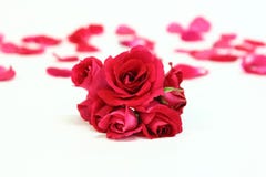 Backgroud das rosas vermelhas com pétalas Foto de Stock Royalty Free Backgroud das rosas vermelhas com pétalas Foto de Stock Royalty Free