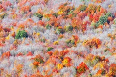 Background of autumnal trees textures royalty free stock image Background of autumnal trees textures royalty free stock image