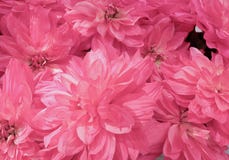 Background of Beautiful Pink Artificial Aster Flowers royalty free stock photo Background of Beautiful Pink Artificial Aster Flowers royalty free stock photo