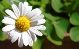 Closeup of a little white daisy, perfectly round flower.