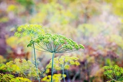 Background with dill umbrella closeup. Fragrant dill on the gar royalty free stock images Background with dill umbrella closeup. Fragrant dill on the gar royalty free stock images