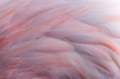 Background of flamingo feathers Royalty Free Stock Image Background of flamingo feathers Royalty Free Stock Image