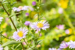 Background flowers, bunch of Purple daisies. royalty free stock photos Background flowers, bunch of Purple daisies. royalty free stock photos