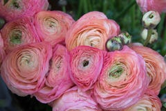 The Persian buttercup royalty free stock image The Persian buttercup royalty free stock image