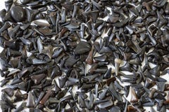 Background of fossilized shark teeth on white royalty free stock images Background of fossilized shark teeth on white royalty free stock images