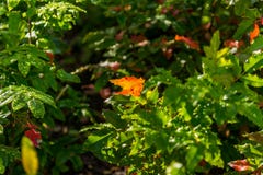 Background of green to autumn colorful leaves stock image Background of green to autumn colorful leaves stock image