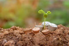 Background Growing Money Plant On Coins business stock photos Background Growing Money Plant On Coins business stock photos