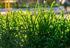Background of long blades of uncut grass in summer royalty free stock image Background of long blades of uncut grass in summer royalty free stock image