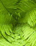 Background Of Fresh Green Fern Leafs Royalty Free Stock Photography