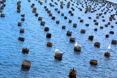 Background Of Old Dock And Gulls Stock Image Background Of Old Dock And Gulls Stock Image